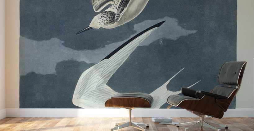 Lesser Tern Wall Murals