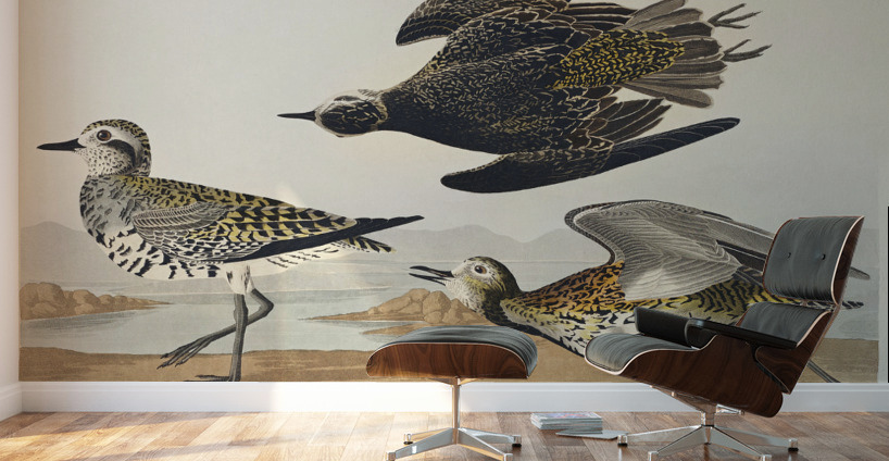 Golden Plover Wall Murals