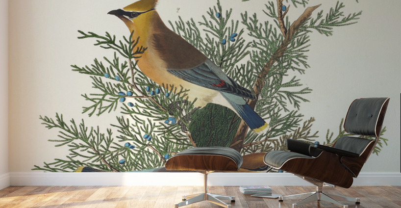 Cedar Bird Wall Murals