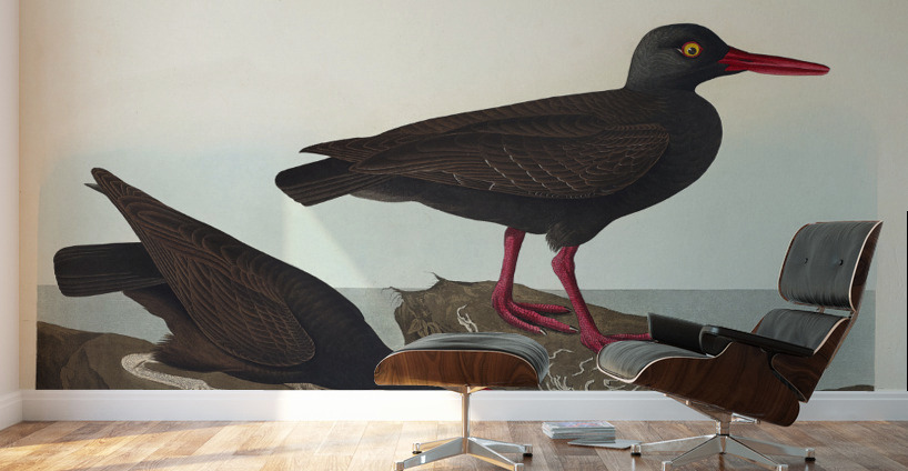 White-legged Oyster-catcher or Slender-billed Oyster-catcher Wall Murals