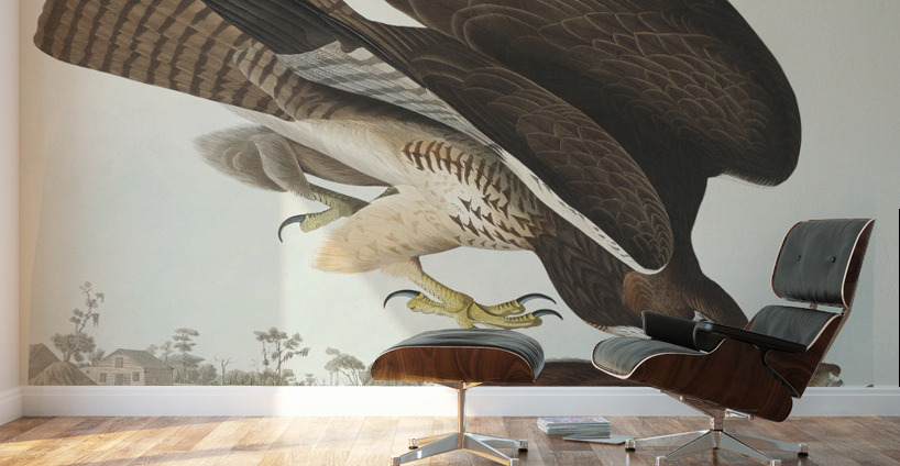 Common Buzzard Wall Murals