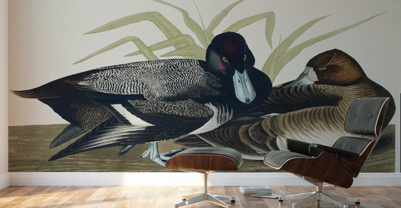 Scaup Duck Wall Murals