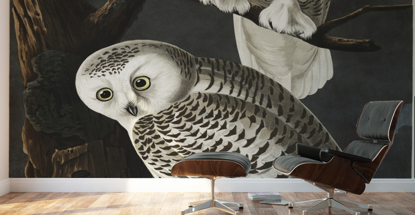 Snowy Owl Wall Murals