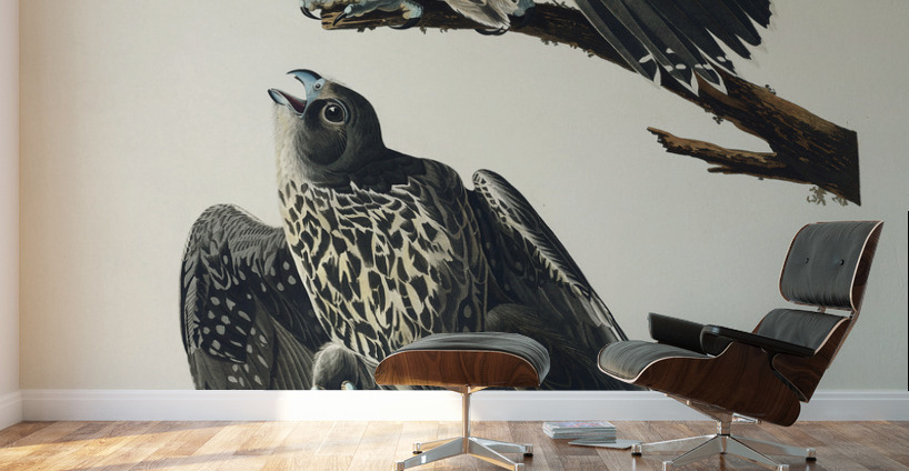 Labrador Falcon Wall Murals