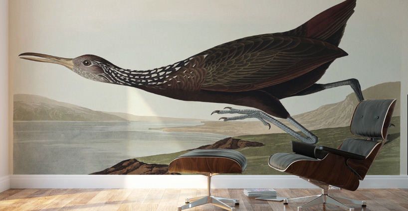 Scolopaceus Courlan Wall Murals
