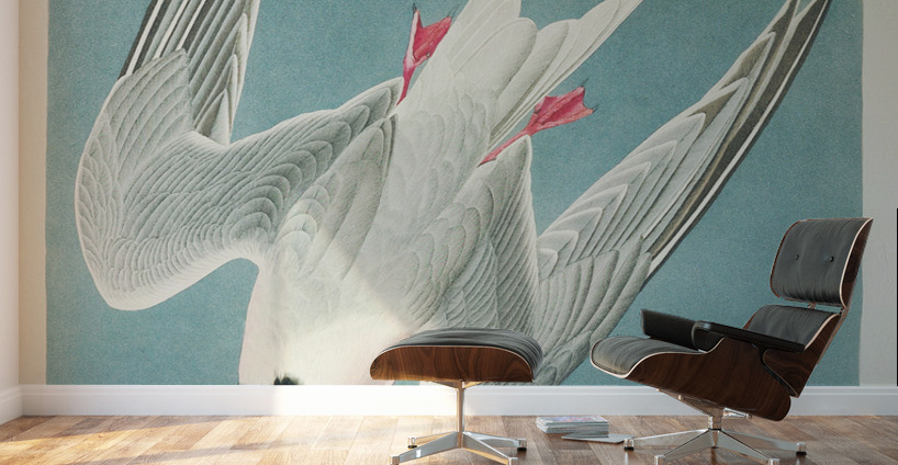 Roseate Tern Wall Murals