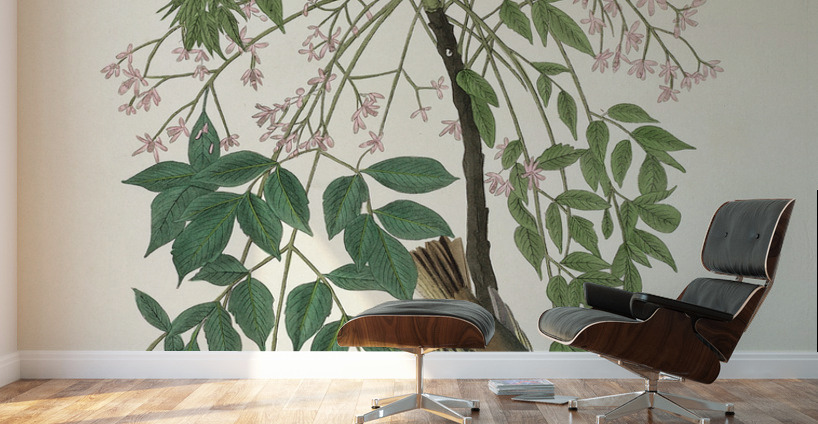 White-eyed Flycatcher or Vireo Wall Murals