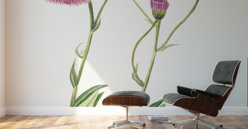 Meadow Fleabane Erigeron speciosus 1920 Wall Murals