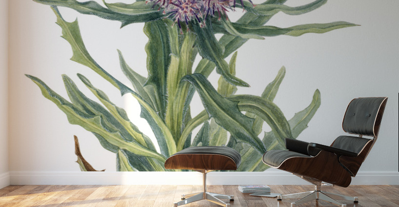 Saussurea Saussurea densa 1925 Wall Murals