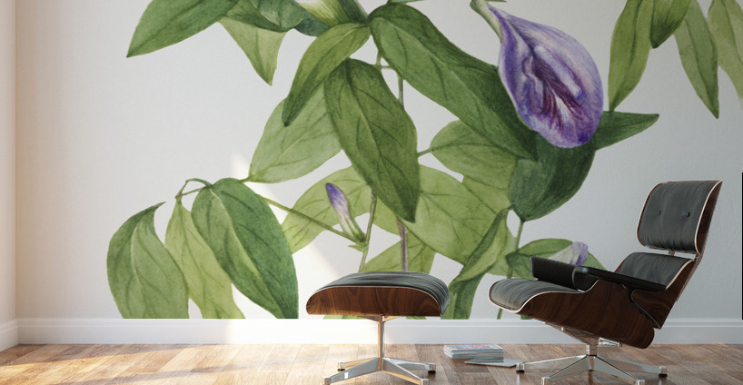 Butterfly Pea Clitoria mariana 1934 Wall Murals