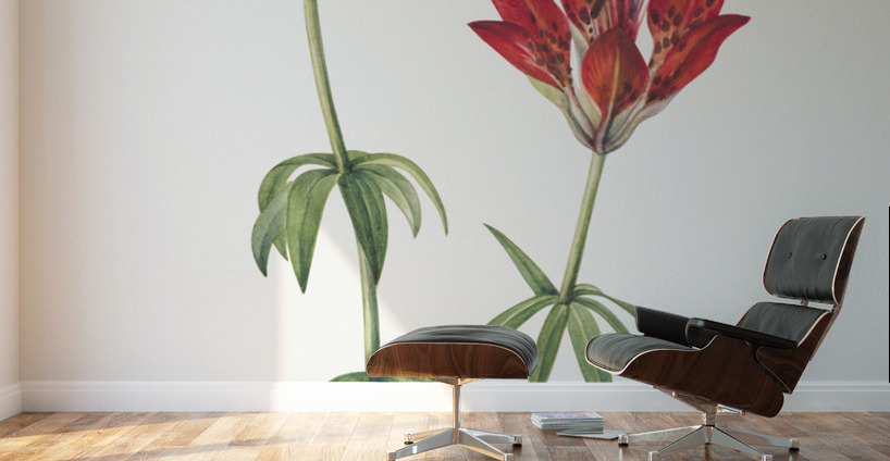 Wood Lily Lilium philadelphicum 1932 Wall Murals