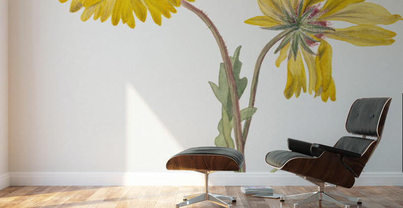 Perennial Gaillardia Gaillardia aristata 1904 Wall Murals