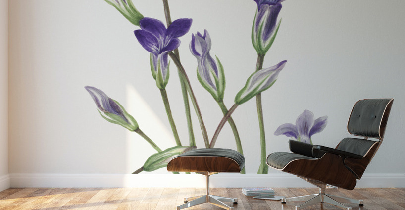 Gentian Gentiana holopetala 1936 Wall Murals