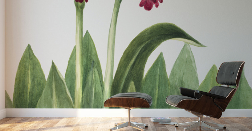 Primrose Primula parryi 1938 Wall Murals