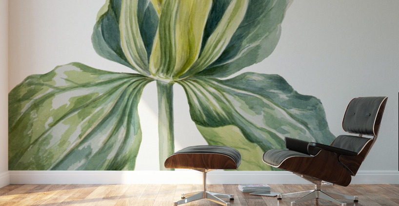 Wake-Robin Trillium underwoodii 1937 Wall Murals