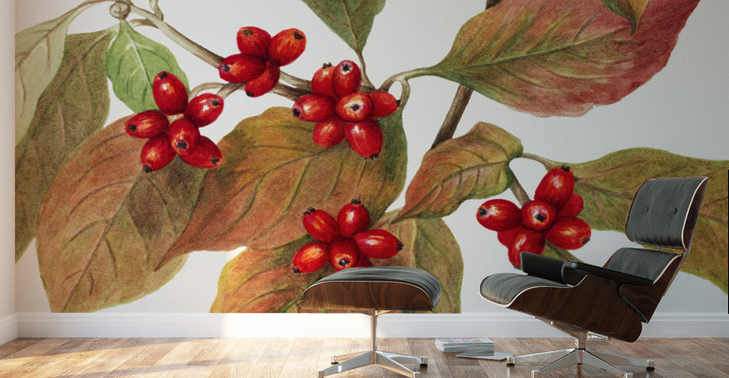 Flowering Dogwood Cornus florida 1919 Wall Murals