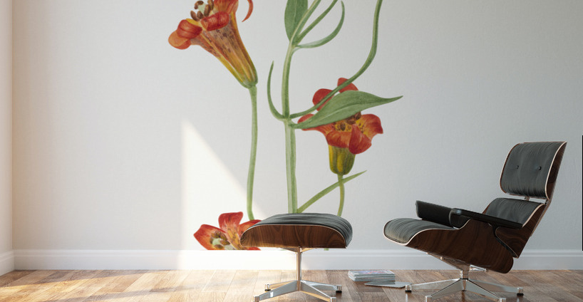 Small Tiger Lily Lilium parvum 1933 Wall Murals