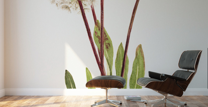 Slender Agoseris Agoseris gracilens 1922 Wall Murals