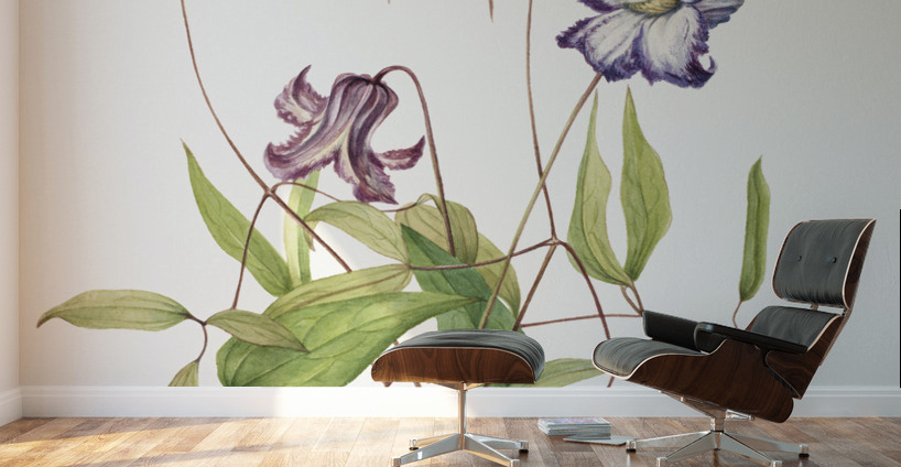 Curly Clematis Clematis crispa 1925 Wall Murals