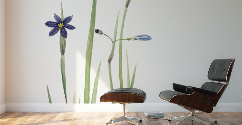 Blue-eyed-grass Sisyrinchium angustifolium 1920 Wall Murals
