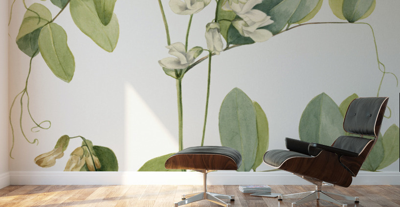 White Pea Lathyrus ochroleucus 1920 Wall Murals