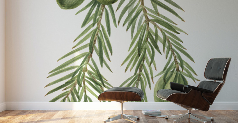 California Nutmeg Tumion californicum 1929 Wall Murals