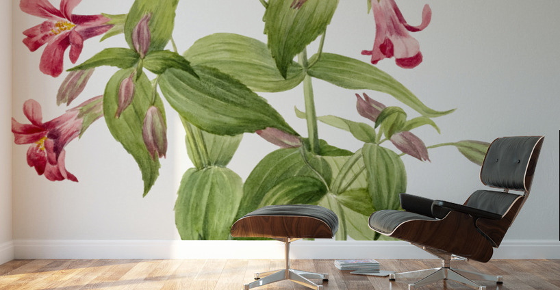 Lewis Monkey Flower Mimulus lewisii 1899 Wall Murals