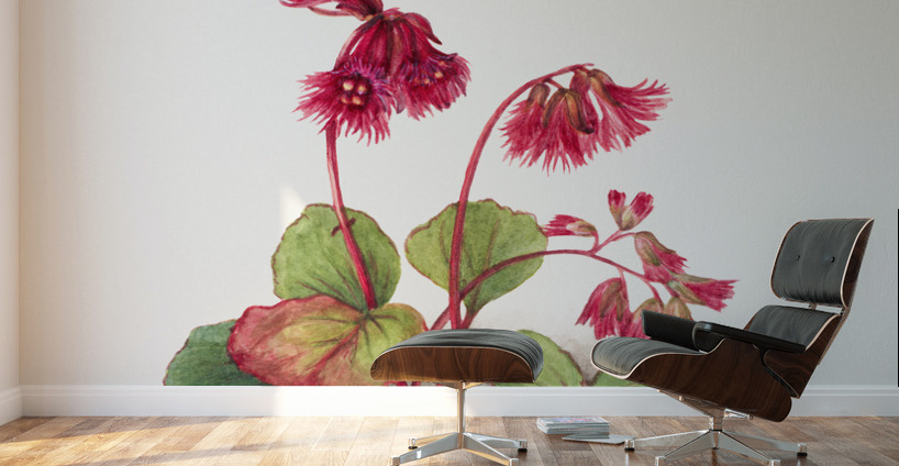 Winterberry Ilex verticillata 1920 Wall Murals