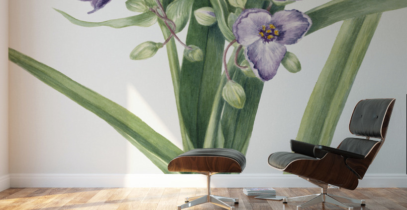 Virginia Spiderwort Tradescantia virginiana 1920 Wall Murals