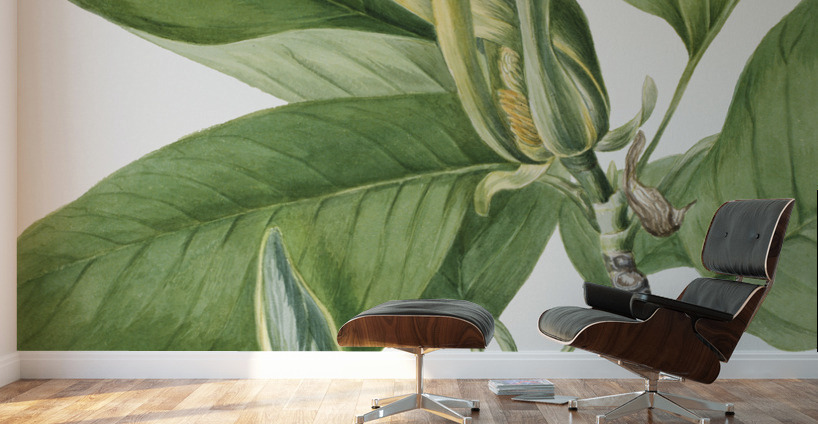 Cucumbertree Magnolia acuminata 1922 Wall Murals