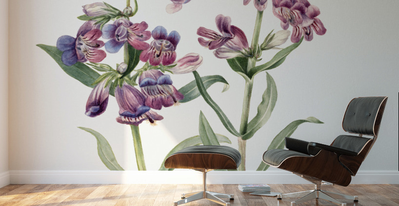 Prairie Pentstemon Pentstemon erianthera 1923 Wall Murals