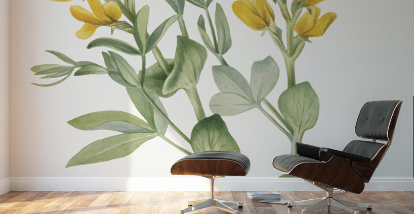 Goldenpea Thermopsis rhombifolia 1923 Wall Murals