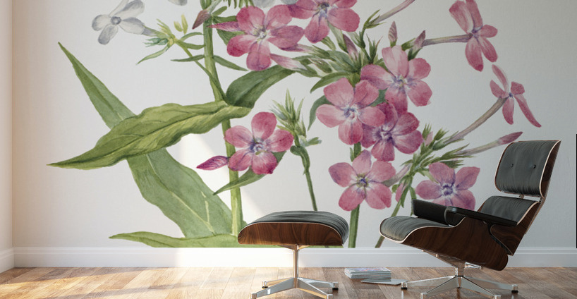 Perennial Phlox Phlox paniculata 1934 Wall Murals