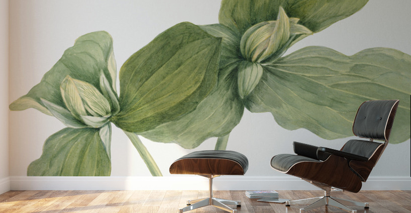 Toad Trillium Trillium sessile 1920 Wall Murals