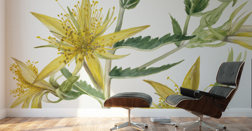 Blazing Star Mentzelia laevicaulis 1930 Wall Murals