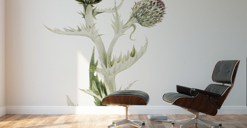 Prairie Thistle Cirsium undulatum 1923 Wall Murals