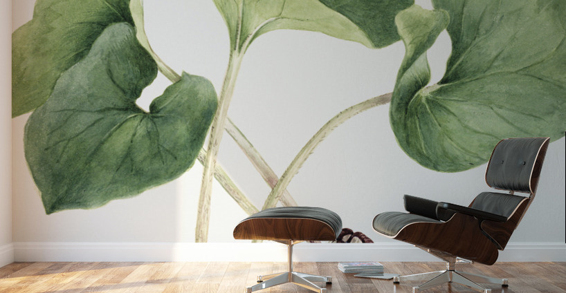 Maypop Passiflora incarnata 1926 Wall Murals