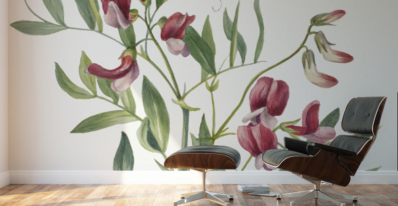 Wild Pea Lathyrus decaphyllus 1938 Wall Murals