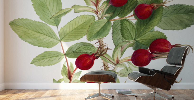 Bourgeau Rose Rosa bourgeauiana 1920 Wall Murals