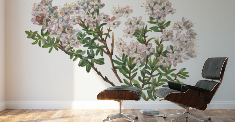 Sand Myrtle Leiophyllum lyoni 1930  Wall Murals