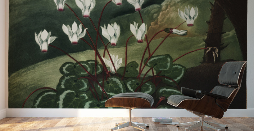 The Persian Cyclamen  Wall Murals