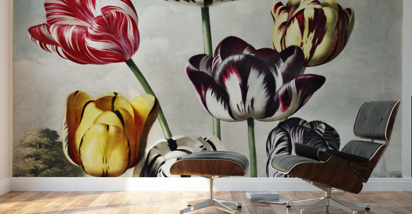 Tulips  Wall Murals