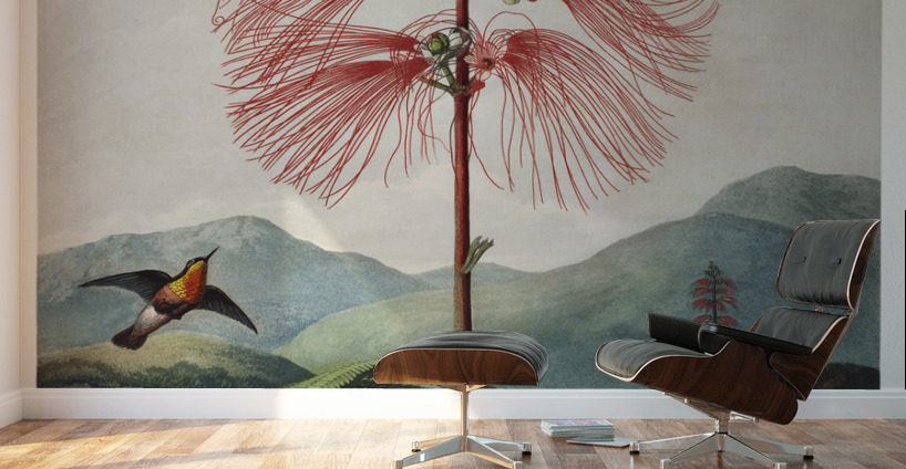 Large–Flowering Sensitive Plant Wall Murals