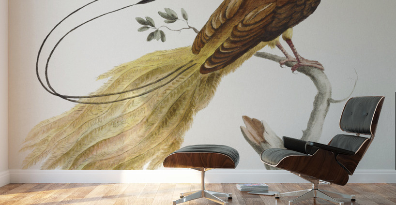 Manucodiata sive paradisaea Bird of Paradise Wall Murals