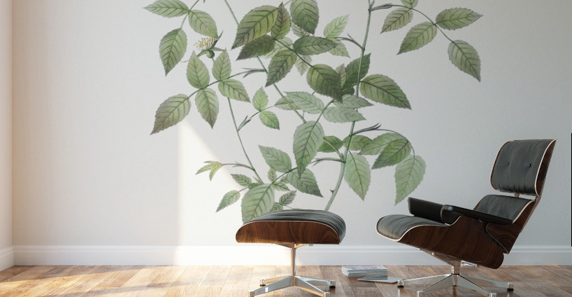 Vintage Austrian Briar rose Wall Murals