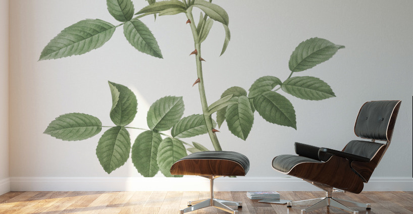 Lady monson rose in bloom Wall Murals