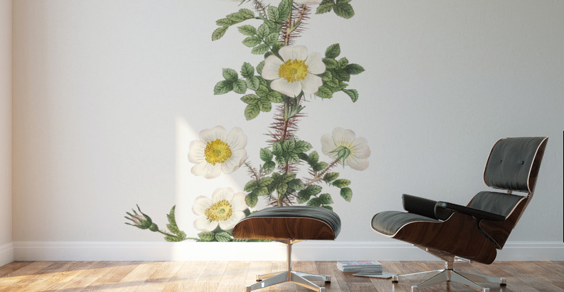 Scotch rose in bloom Wall Murals