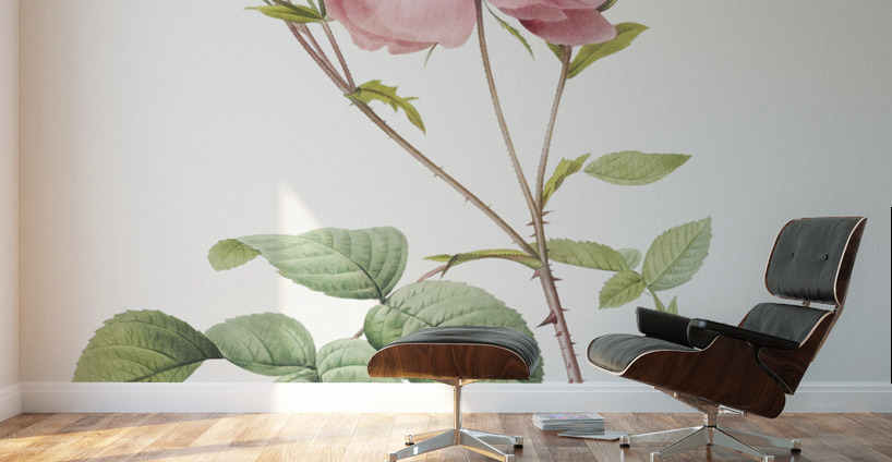 Pink agatha rose Wall Murals