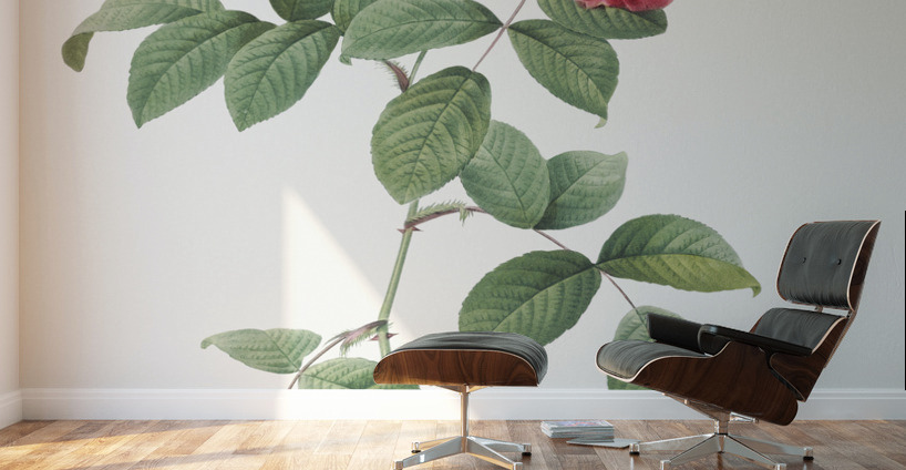 Seven sisters rose in bloom Wall Murals