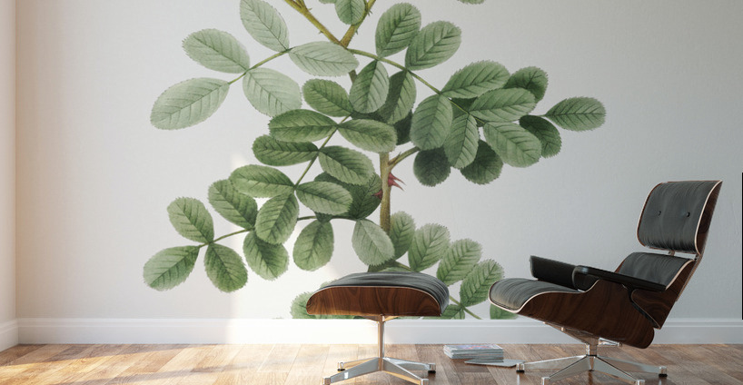 Macartney Rose Wall Murals